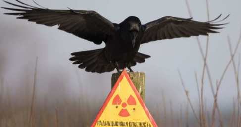 Избежать второго Чернобыля: украинские атомщики отказываются выполнять безумное распоряжение министра энергетики