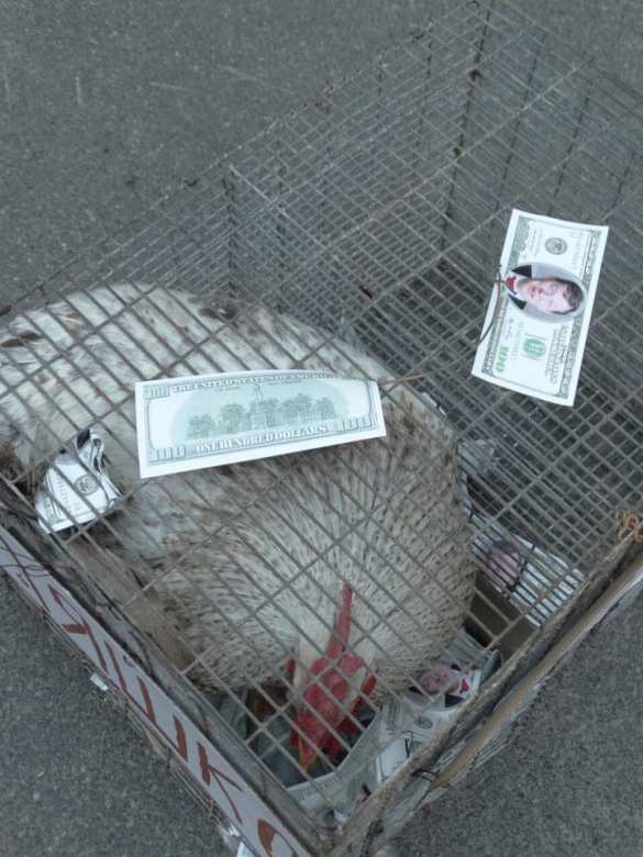  Петушиные бои: на Украине нардепа избили петухом (ФОТО, ВИДЕО) | Русская весна 