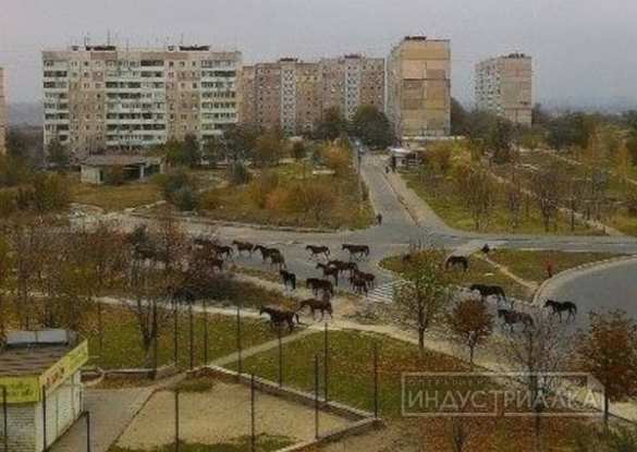 zaporozhe_tabun_loshadey.jpg?itok=2-ytyn