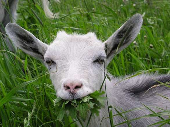 koza.jpg?itok=4mk6BTFi