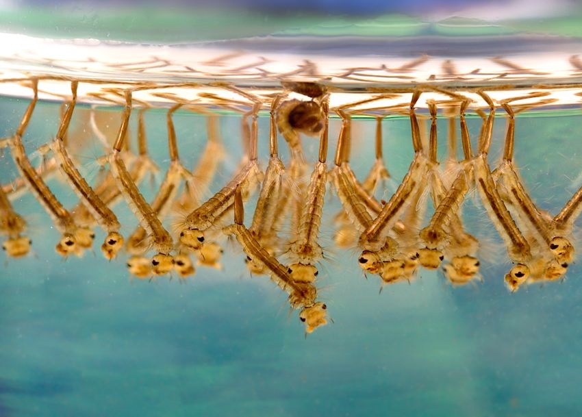 ������,&nbsp; ����� �������: ������� ������������ ������������� ���� �������