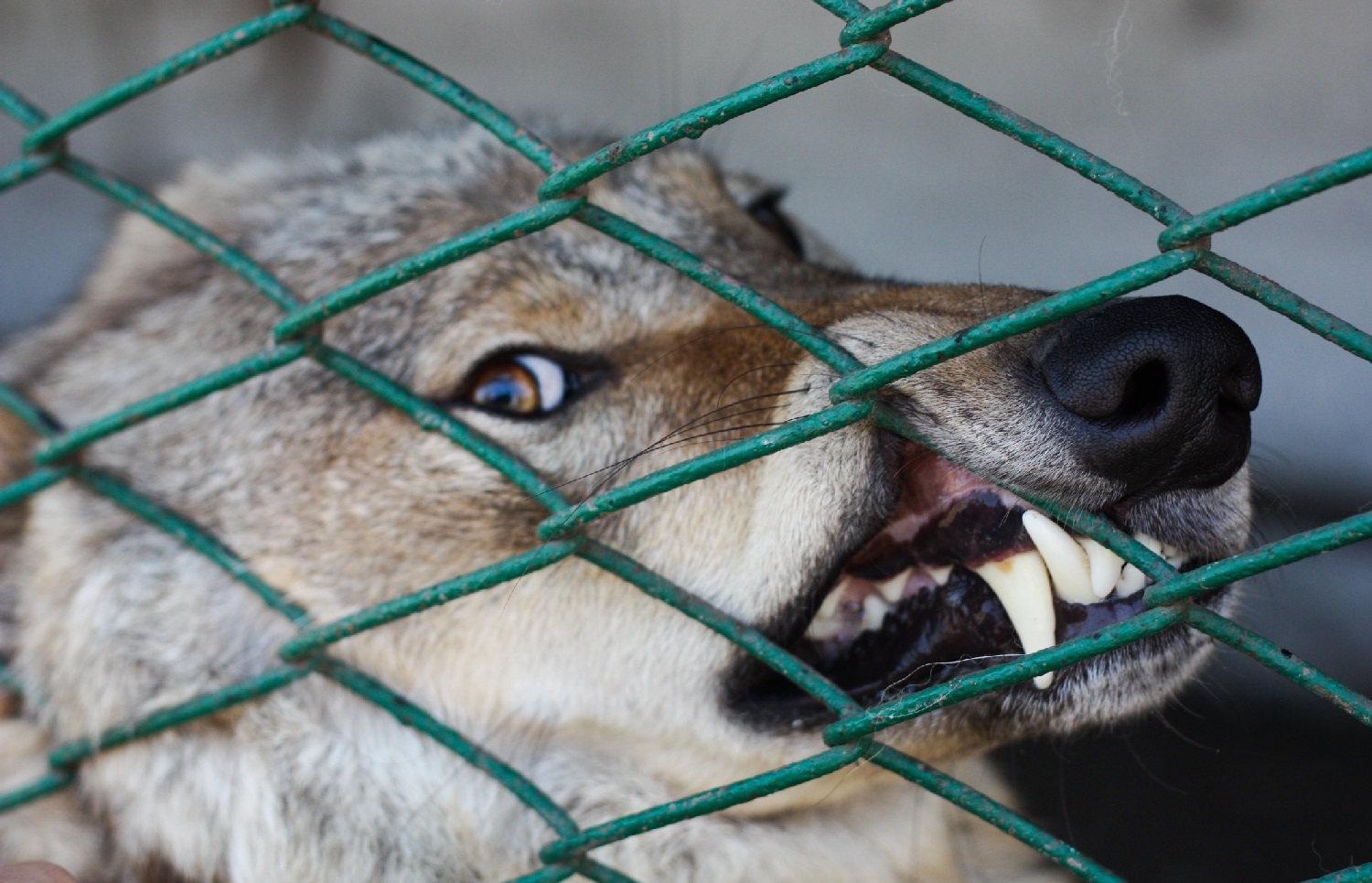 В&nbsp; Гренландии отозвали приглашение спецпосланнику США на гонку на упряжках