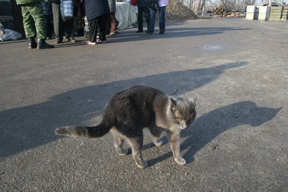 Новый Год на линии соприкосновения  — репортаж с приграничных территорий ЛНР (ФОТО) | Русская весна