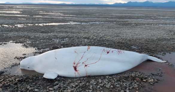 Инспектор МЧС пришёл на помощь попавшим в беду белухам (ФОТО, ВИДЕО) | Русская весна