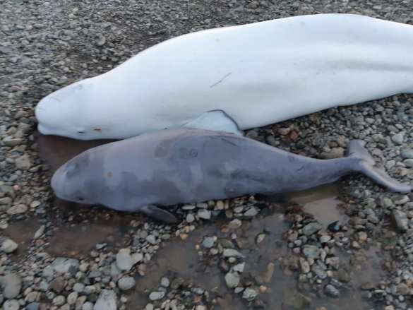 Инспектор МЧС пришёл на помощь попавшим в беду белухам (ФОТО, ВИДЕО) | Русская весна