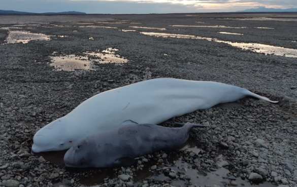 Инспектор МЧС пришёл на помощь попавшим в беду белухам (ФОТО, ВИДЕО) | Русская весна