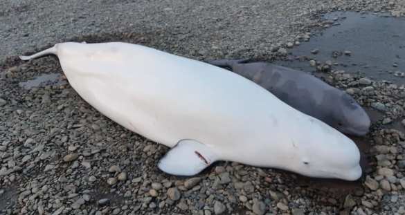 Инспектор МЧС пришёл на помощь попавшим в беду белухам (ФОТО, ВИДЕО) | Русская весна