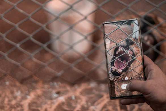 Боевики в Идлибе ждут неизвестных зверей из Украины (ФОТО) | Русская весна