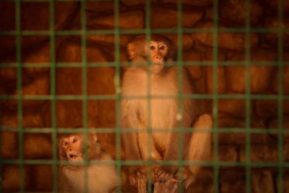 Боевики в Идлибе ждут неизвестных зверей из Украины (ФОТО) | Русская весна