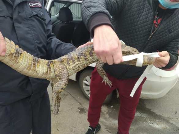 Полицейские попросили россиянина открыть сумку и изумились: оттуда вылез крокодил (ФОТО) | Русская весна