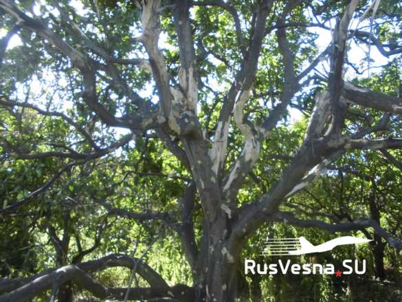 Сирия: обстановка напряжённая, враг нанёс смертоносный удар (ФОТО 18+) | Русская весна