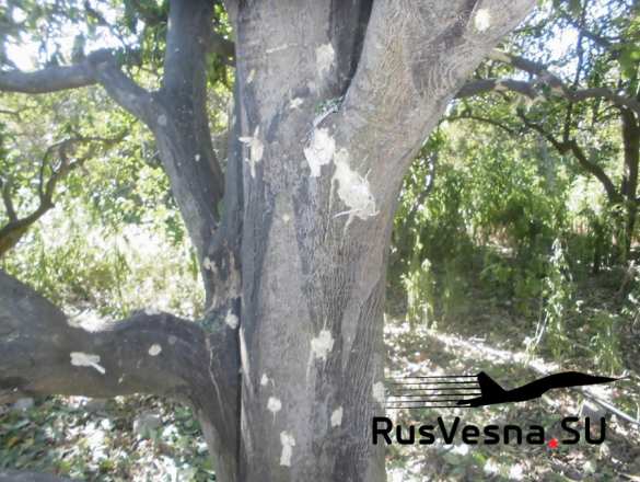 Сирия: обстановка напряжённая, враг нанёс смертоносный удар (ФОТО 18+) | Русская весна