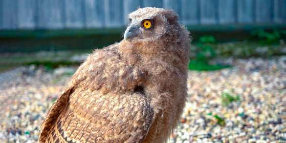Кусака, Бросака и Лежака: в Москву прибыли уникальные представители с Курильских островов (ФОТО) | Русская весна