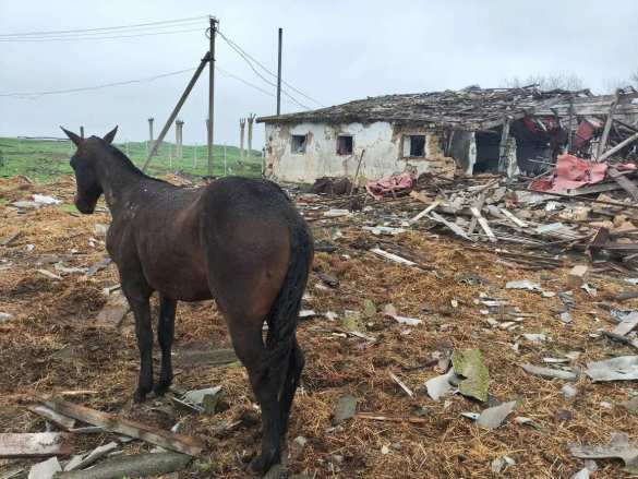Рой дронов ВСУ атаковал конную ферму в РФ: погибло много животных (ФОТО) | Русская весна