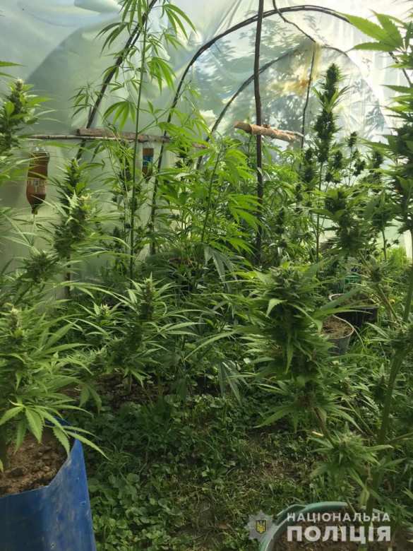 Битва за урожай: украинец открыл огонь по полиции, защищая плантацию конопли (ФОТО, ВИДЕО) | Русская весна