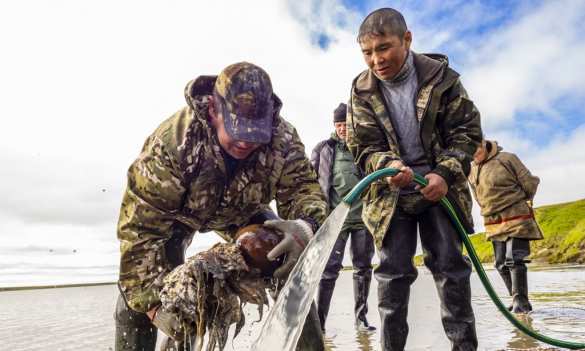 Уникальный отлично сохранившийся мамонт найден в России (ФОТО, ВИДЕО) | Русская весна