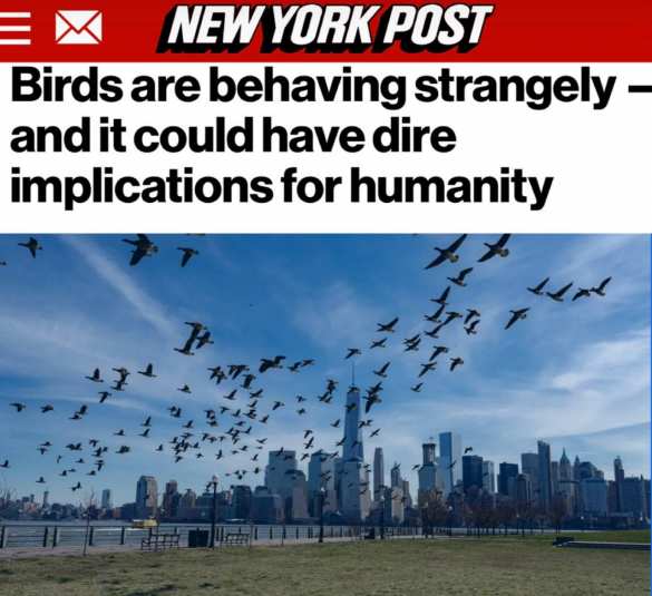 Странное поведение птиц предвещает гибель человечества | Русская весна