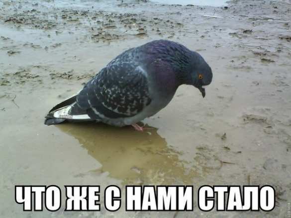 Аргентинские учёные научились клонировать животных, при этом меняя их пол | Русская весна