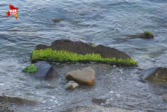Крымские каникулы – человечный сервис с компромиссами (фото) | Русская весна