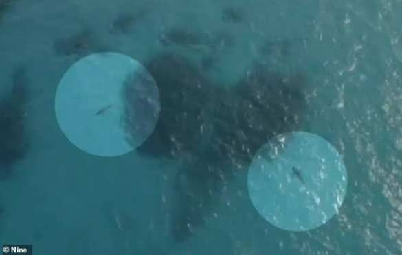 Акулы растерзали футболиста (ФОТО) | Русская весна