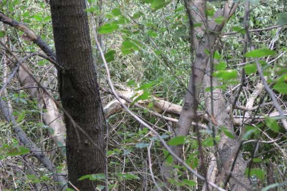 ВСУ обстреляли жилые дома в поселке Анновка под Брянкой (ФОТО) | Русская весна