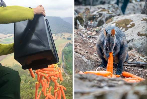 Ад на Земле: увидим ли мы снова Австралию прежней? (ФОТО, ВИДЕО) | Русская весна