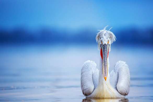 «Бабы-птицы» облюбовали прифронтовой район Донбасса (ФОТО) | Русская весна