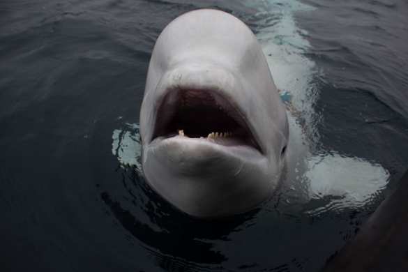 Российский «кит-шпион» отказывается уплывать из Норвегии (ФОТО, ВИДЕО) | Русская весна