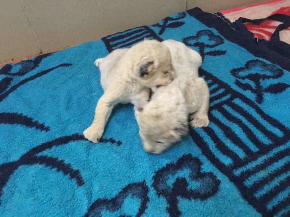 Уникальный случай: в крымском сафари-парке родились белоснежные львята (ФОТО, ВИДЕО) | Русская весна