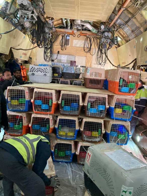 «Миссия выполнима»: Из Кабула в Канаду доставили брошенных в Афганистане собак и котов (ФОТО) | Русская весна