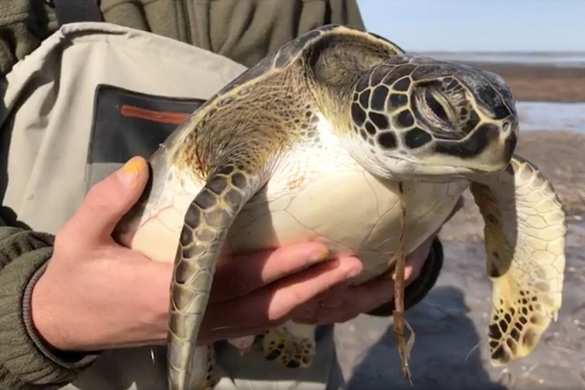 В США из-за аномального холода в +5 замерзают черепахи (ФОТО, ВИДЕО) | Русская весна