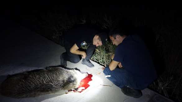 В Мариуполе на отдыхающего напала дикая свинья (ФОТО) | Русская весна
