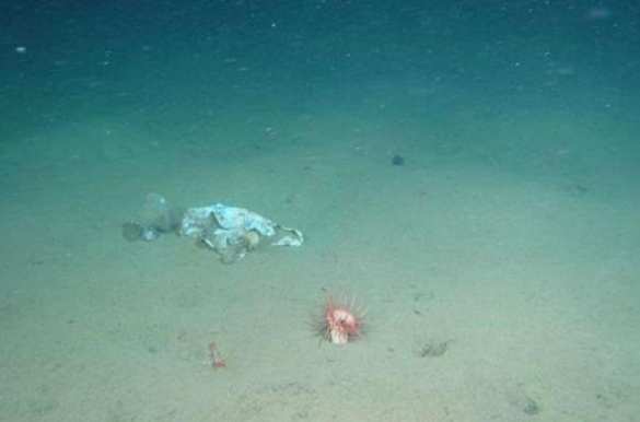 На дне Марианской впадины нашли пластиковый мусор (ФОТО, ВИДЕО) | Русская весна