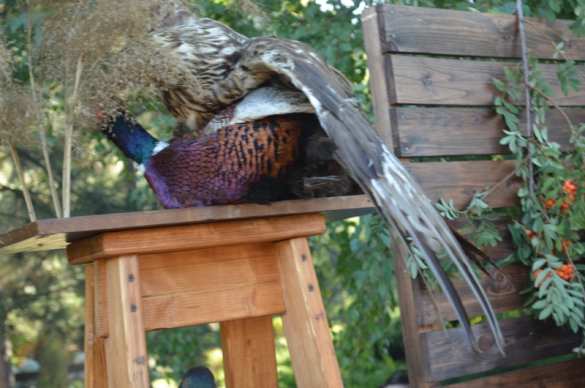 «Люди улыбаются и забывают о том, что ночью опять гремело». О хрупком счастье Донецка (ФОТО) | Русская весна