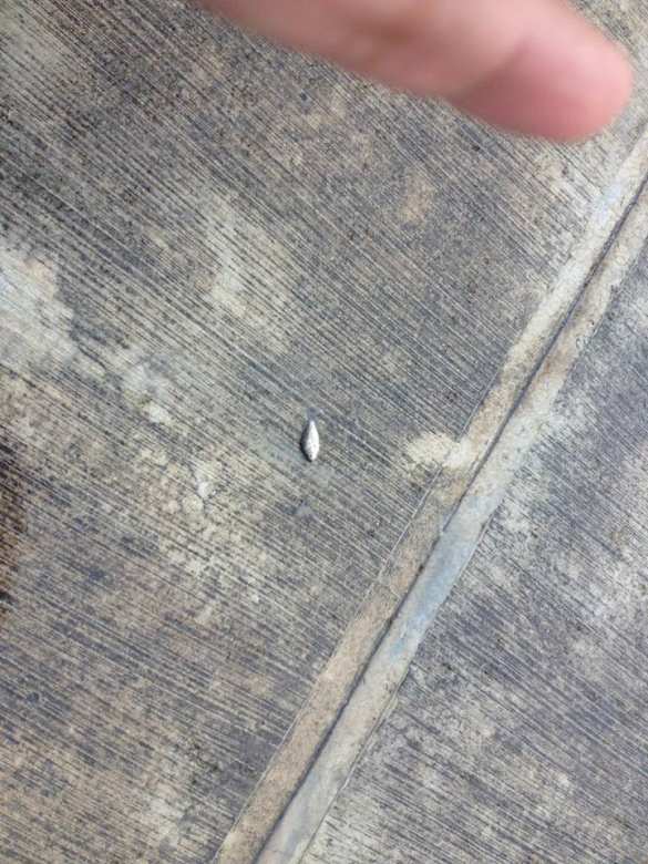 В Мексике прошел дождь из рыб (ФОТО, ВИДЕО) | Русская весна