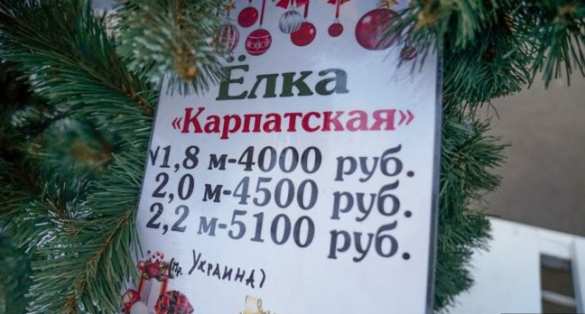 «Сенсация!» В Киеве ликуют — в Крыму ёлки из Карпат (ФОТО) | Русская весна