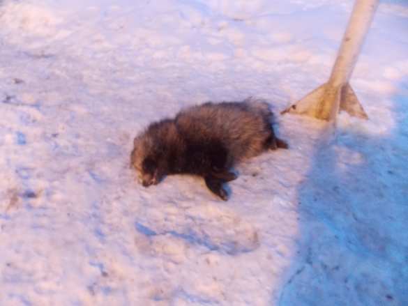 Украинскую границу атаковал бешеный енот (ФОТО) | Русская весна