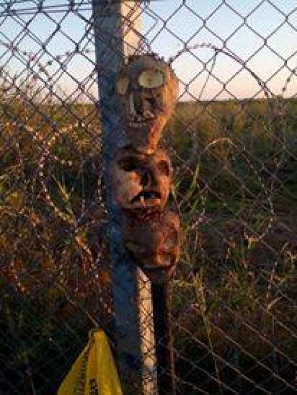 Венгерский депутат предложил отпугивать мигрантов головами свиней на границе (ФОТО) | Русская весна