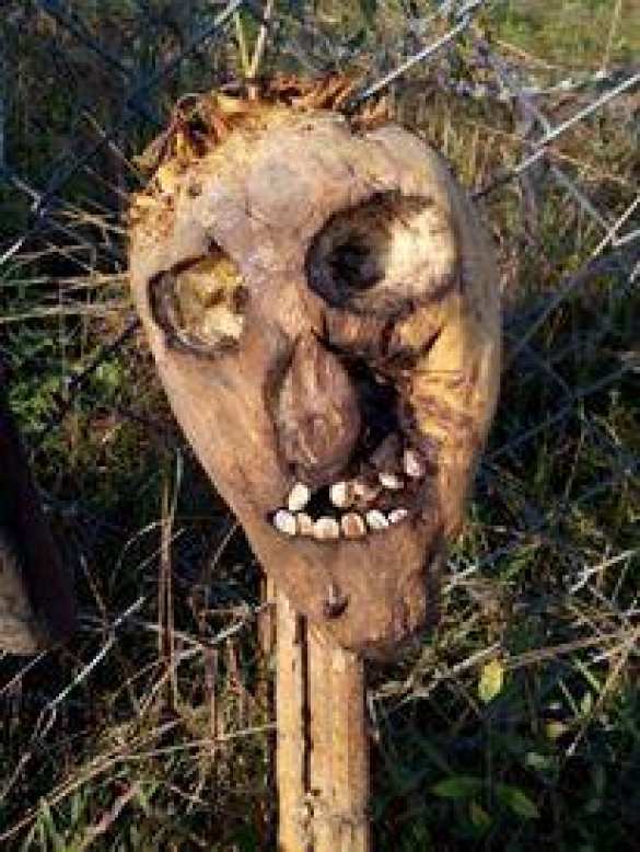 Венгерский депутат предложил отпугивать мигрантов головами свиней на границе (ФОТО) | Русская весна