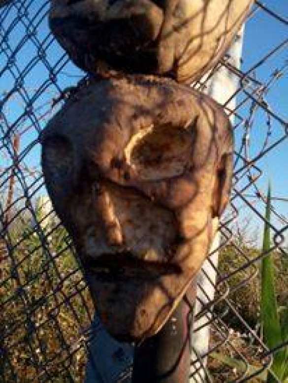 Венгерский депутат предложил отпугивать мигрантов головами свиней на границе (ФОТО) | Русская весна