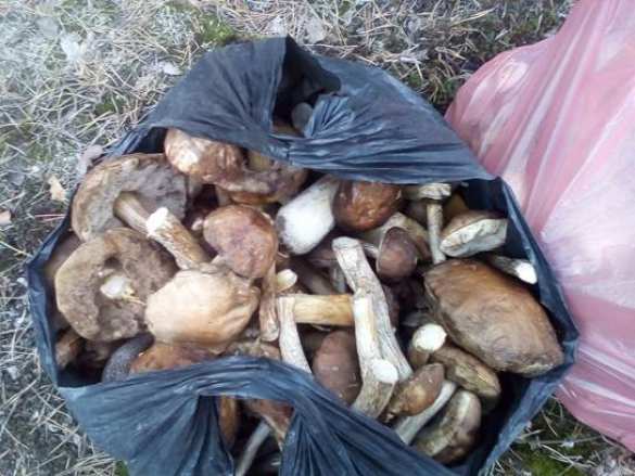 Украинцы пытались вынести из зоны ЧАЭС десятки килограммов радиоактивных грибов (ФОТО) | Русская весна