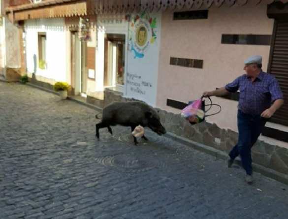 Дикий кабан прогулялся по пляжу: напал на крымчанина, съел колбасу и пошёл купаться в море (ФОТО, ВИДЕО) | Русская весна