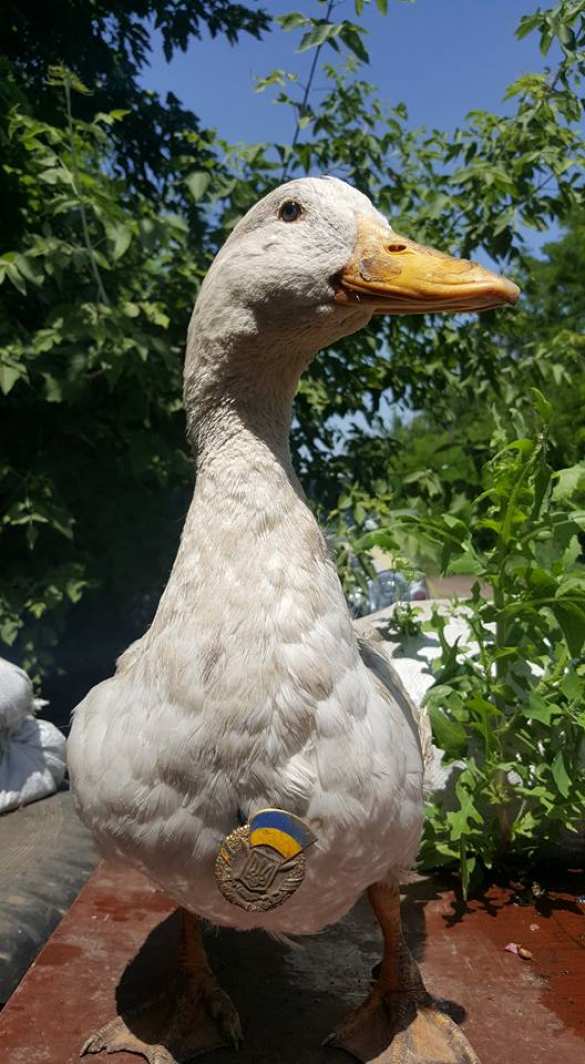 На Украине наградили гуся, который служит в ВСУ (ФОТО) | Русская весна