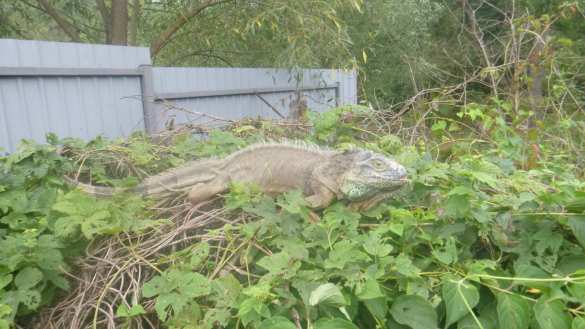 «Динозавр ест кабачки на моем огороде!» — под Киевом женщина в панике вызвала спасателей (ФОТО) | Русская весна