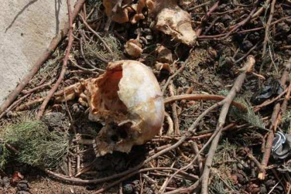 Бесславный конец террористов Аль-Каиды — репортаж ополченца «Тимура» с фронта в Латакии для «Русской Весны» (ФОТО 18+) | Русская весна