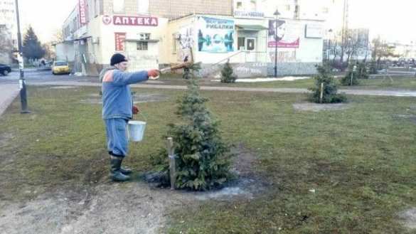 Это Украина: в Киеве воруют елки из скверов (ФОТО) | Русская весна