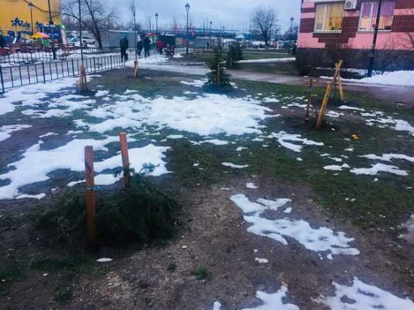 Это Украина: в Киеве воруют елки из скверов (ФОТО) | Русская весна