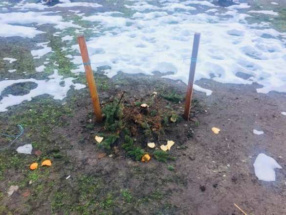 Это Украина: в Киеве воруют елки из скверов (ФОТО) | Русская весна