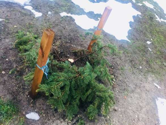 Это Украина: в Киеве воруют елки из скверов (ФОТО) | Русская весна