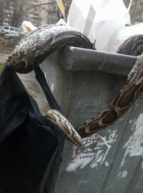 Это Украина: В Киеве выбросили в мусорный бак мертвого удава (ФОТО) | Русская весна